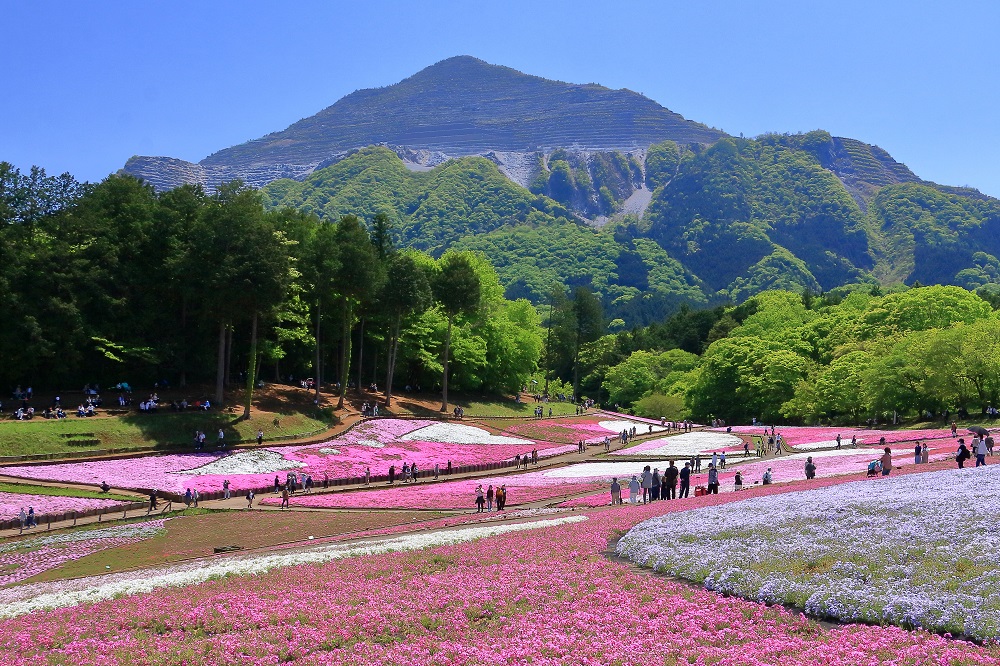 入選 『武甲山と芝桜』 尾崎進